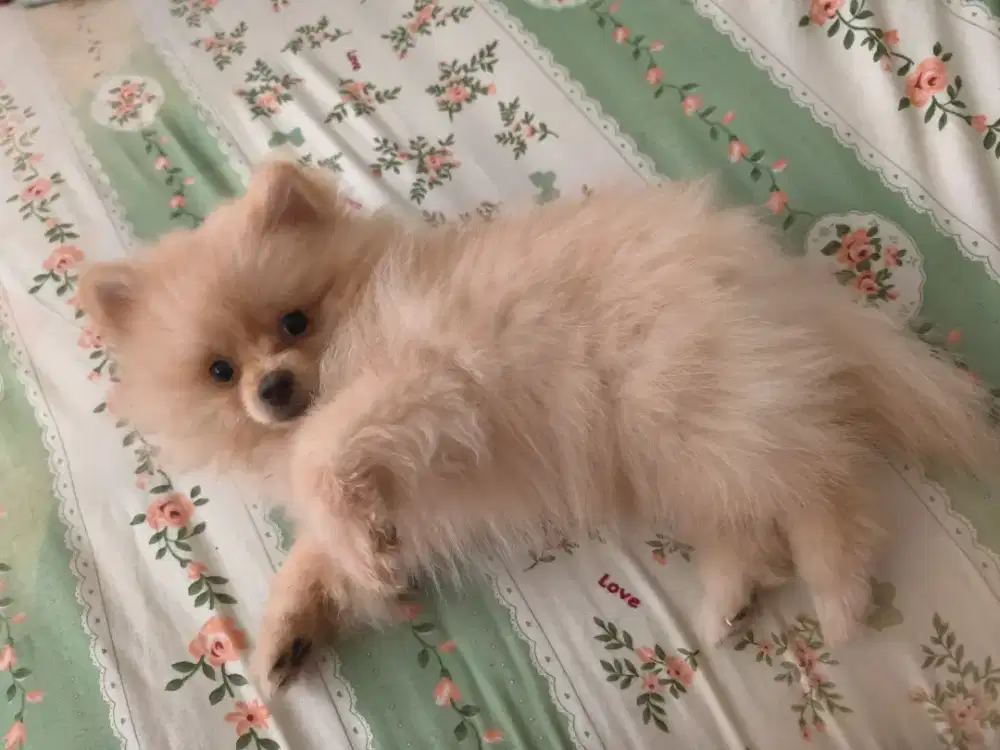 Anak anjing pomerian
