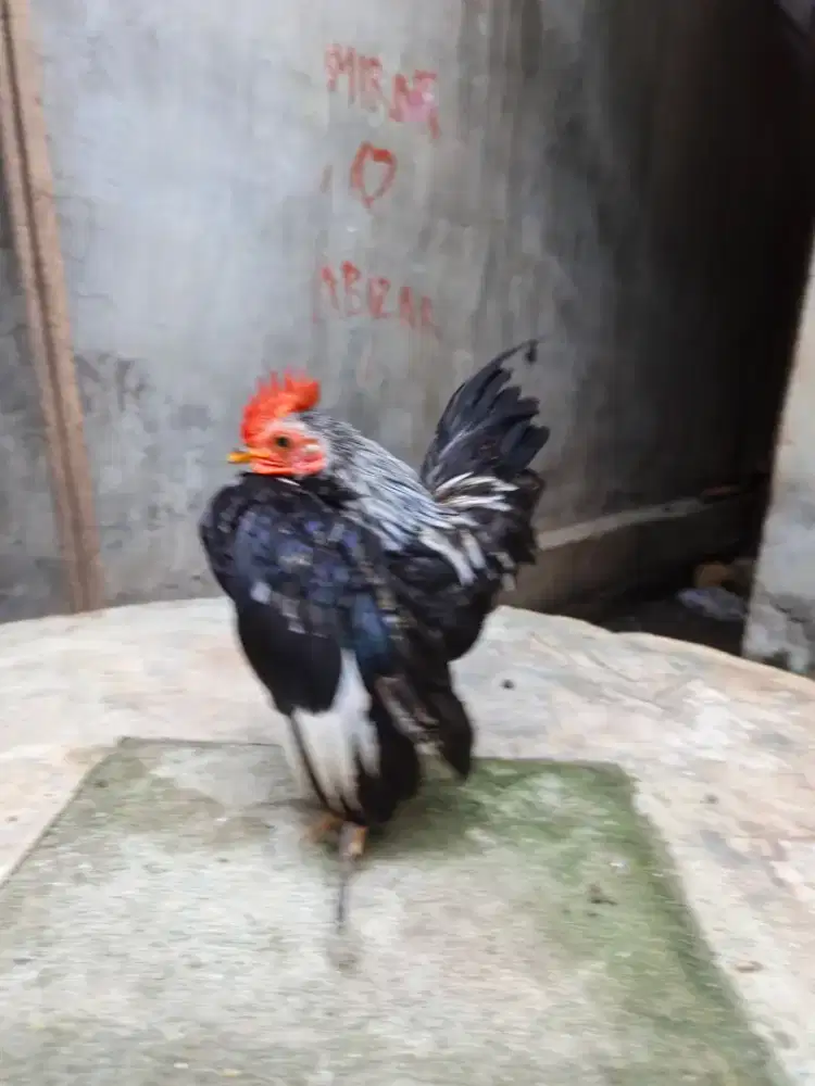 Ayam serama siap ternak