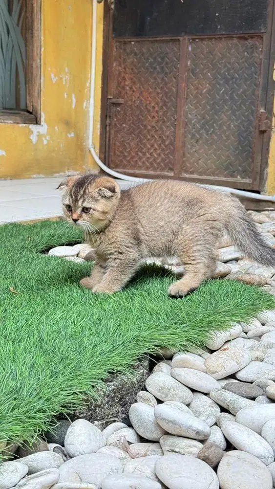 Anak kucing bsh x scotish fold golden bukan british shorthair