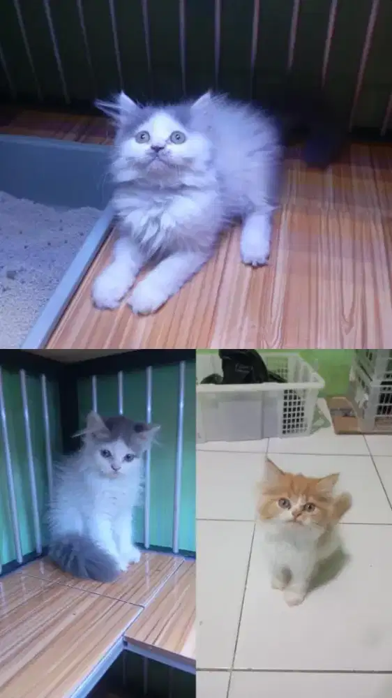 Kucing Persia longhair