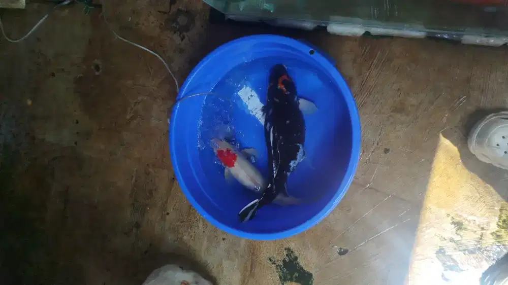 koi jumbo Murmer