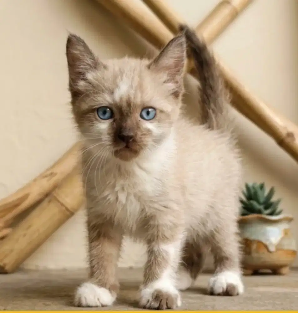 anakan kucing persia 3 bulan