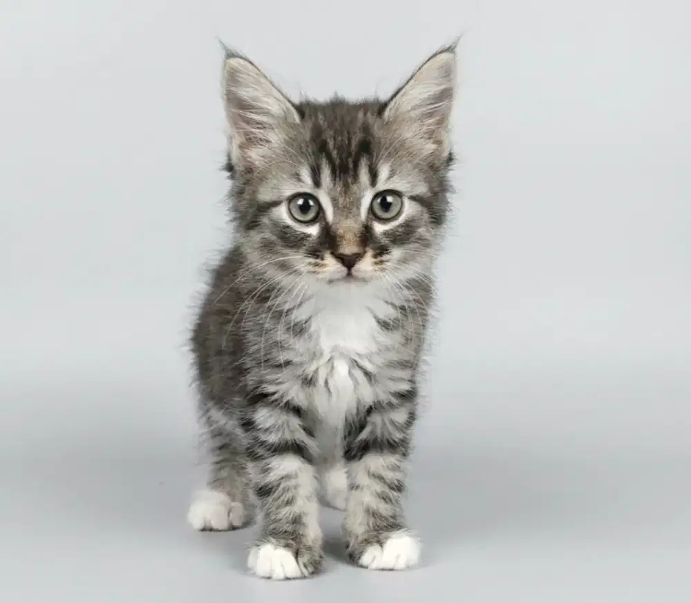 anakan kucing persia