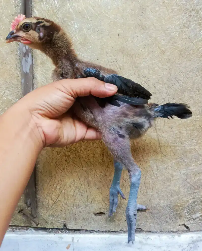 AYAM PELUNG 2 EKOR