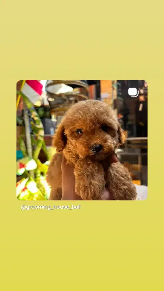 toy poodle 2,5bln