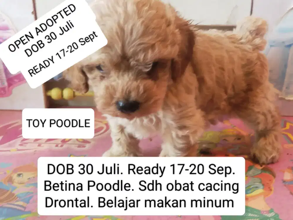 OPEN ADOPTED. Ready 17-20 Sept. TOY BETINA POODLE