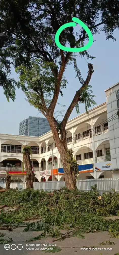 Perawatan pohon, tebang pohon, gali tunggak