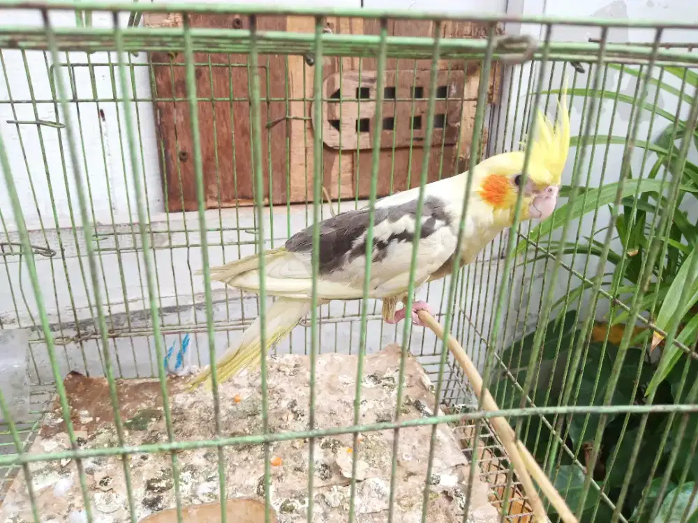 Jual aja flak parkit