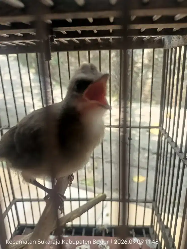 Anak Trucukan jantan