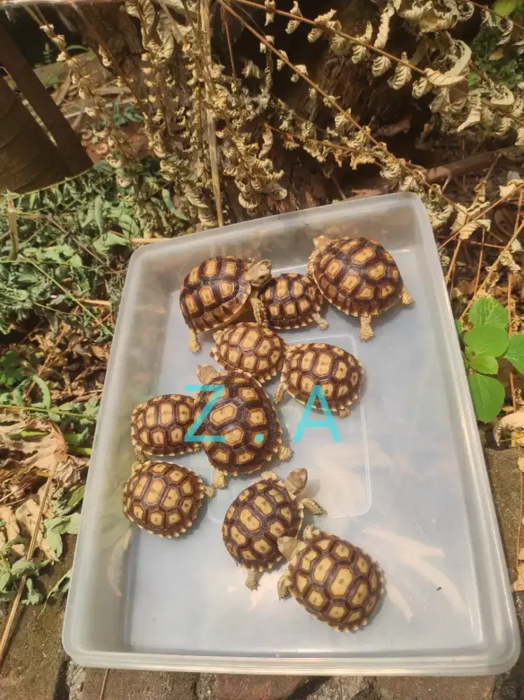 Sulcata, ukuran 6 dan 8