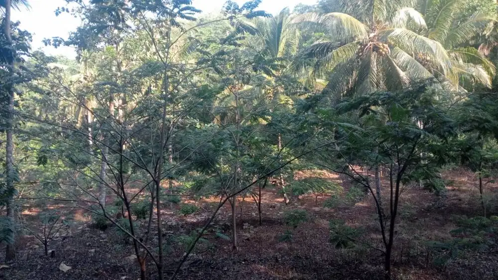 Jual Kebon Petai