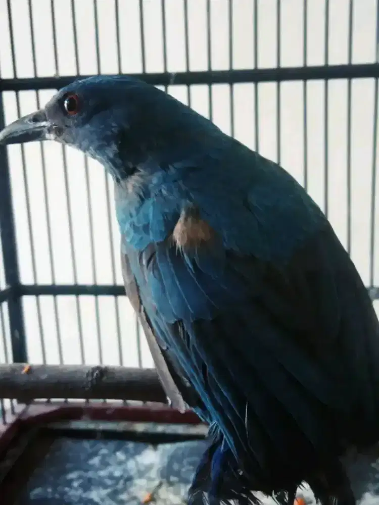 cucak biru anak jantan dorong sayap dan ekor