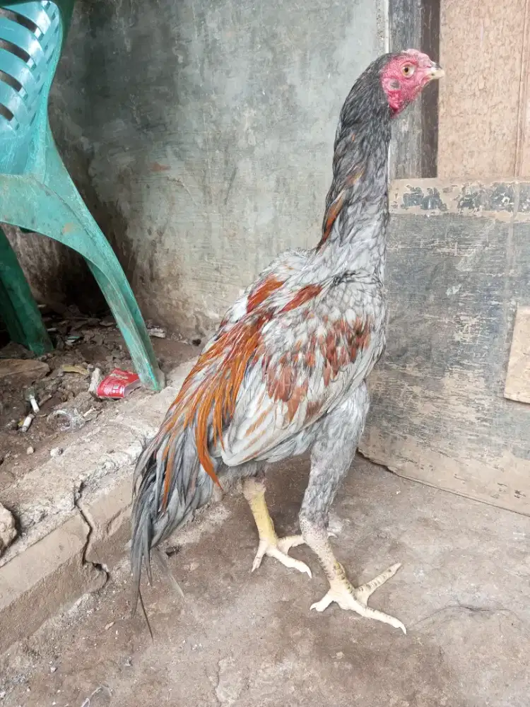 ayam bangkok x pakhoy jengger blangkon