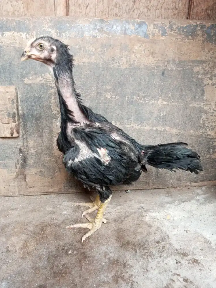 ayam pakhoy brakot, sisik ubed