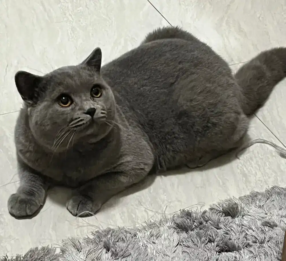 British shorthair jantan