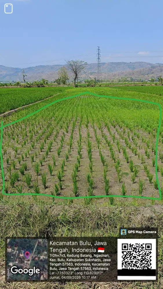 Dijual Sawah Produktif di Ngasinan Milik pribadi