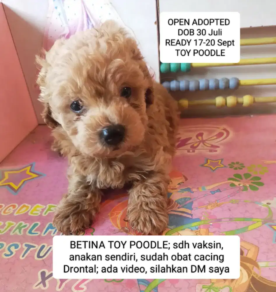 OPEN ADOPTED. DOB 30 Juli. Ready 17-20 Sept. Betina Toy Poodle.