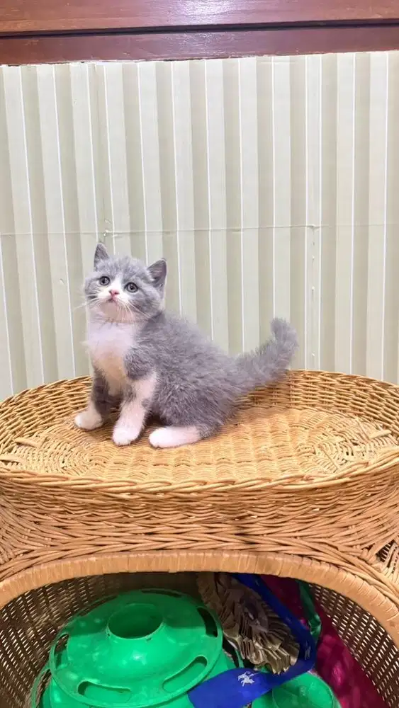 British shorthair kitten