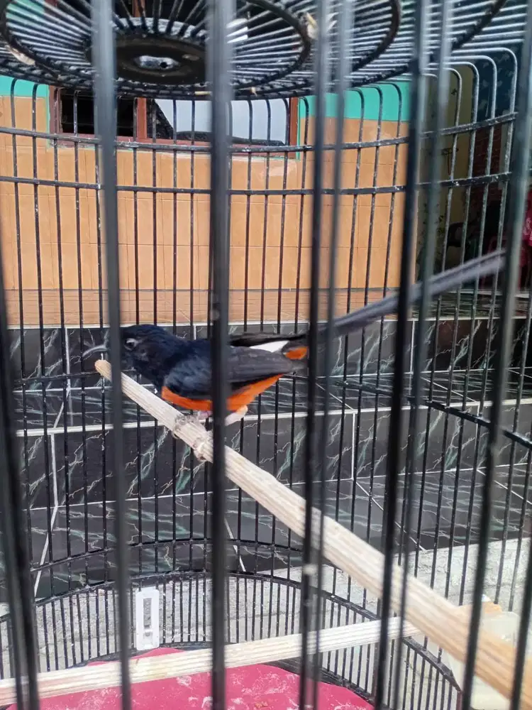 Burung murai pejantan
