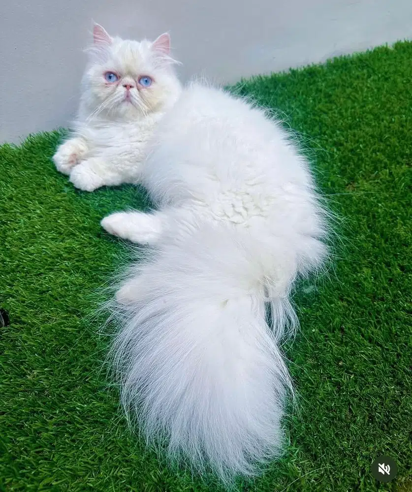 Munchkin Minuet (indukan proven) Betina