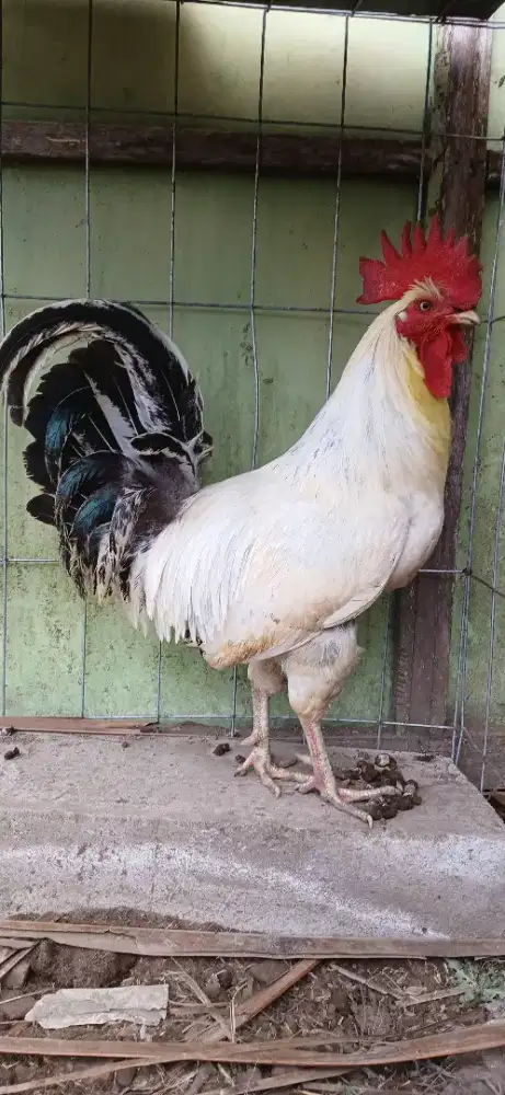 Ayam jago arab istimewa