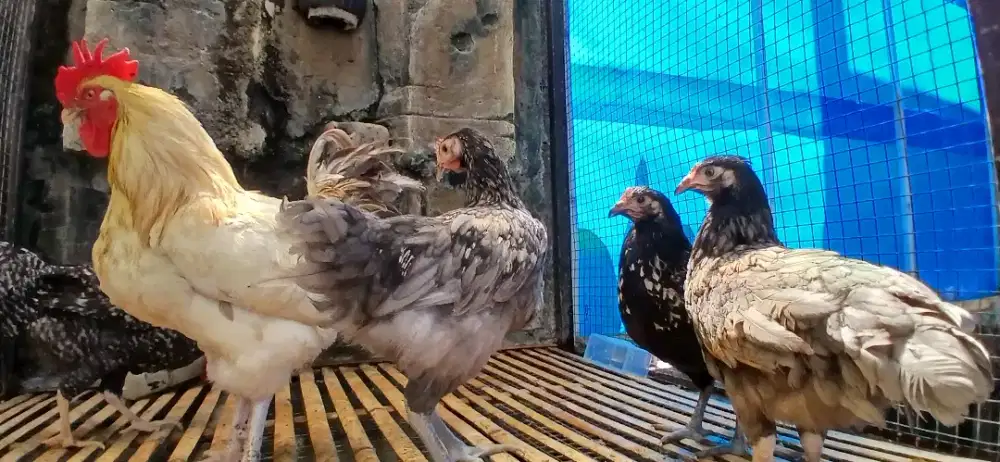 Ayam petelurr bp3