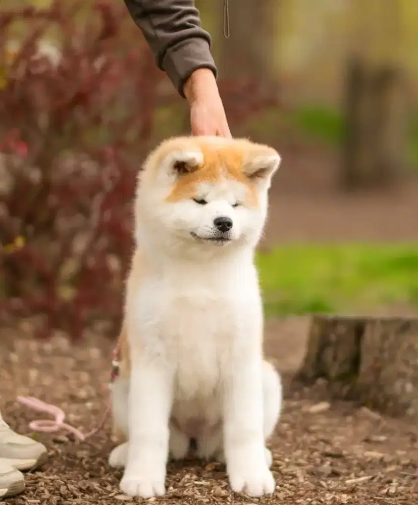 Japanese Akita Diamond Grade