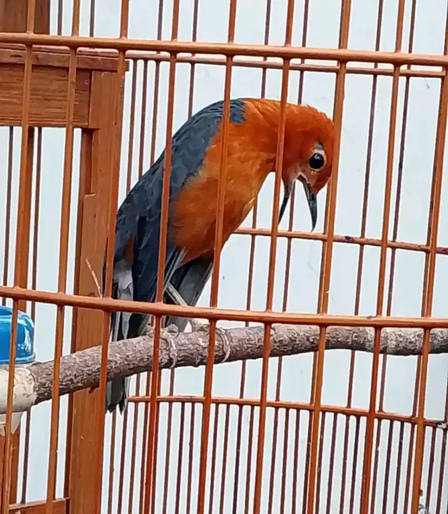 anis merah ring wn bali gacor teler mental baja