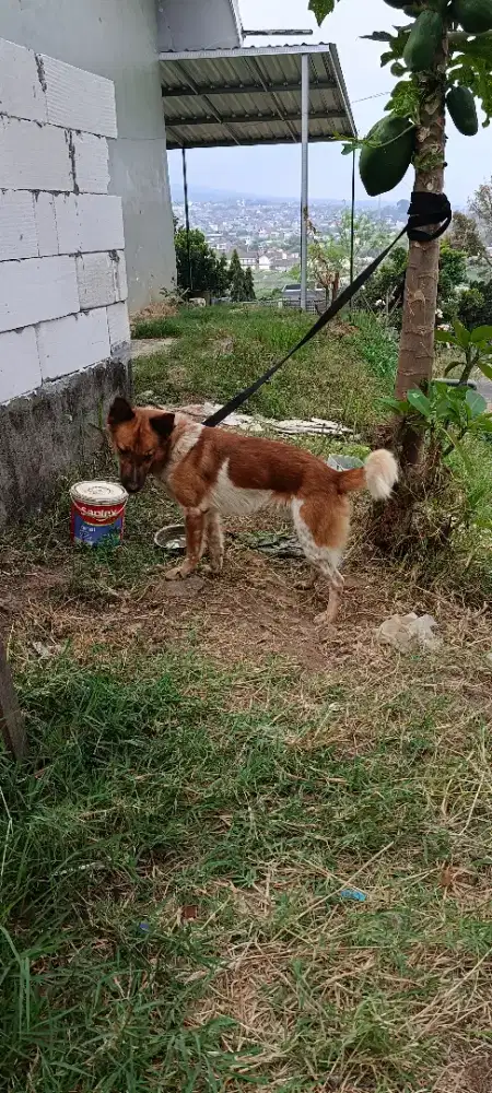 Anjing mix herder