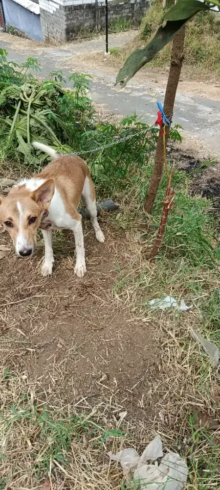 Anjing mix herder