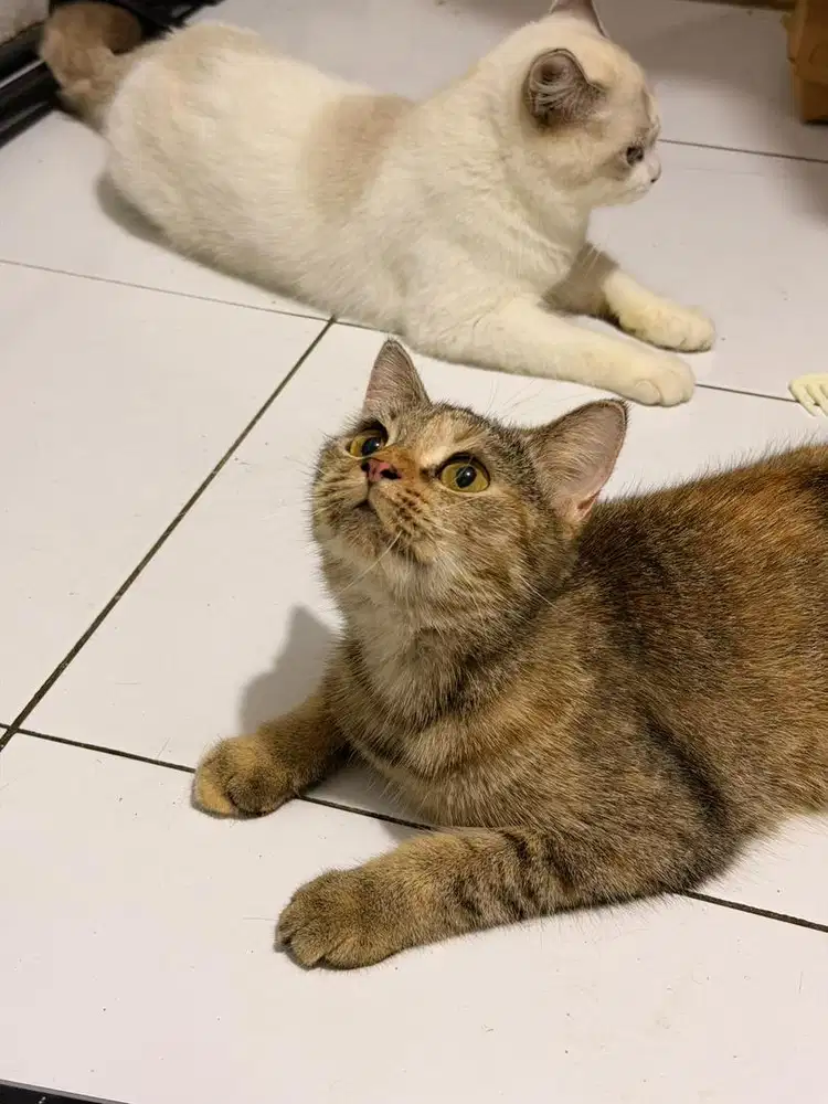 Bsh betina tortie 9bulanan