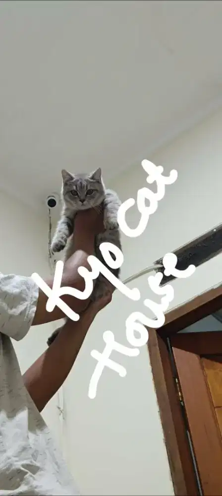 KUCING BSH Line Cinamon