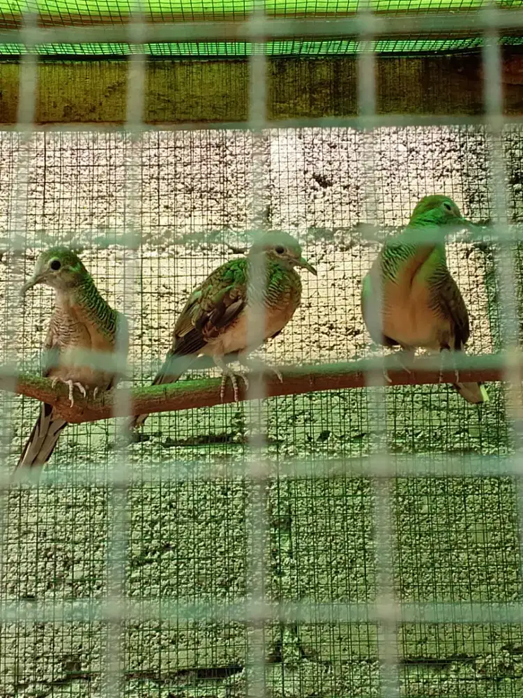Burung perkutut ternakan