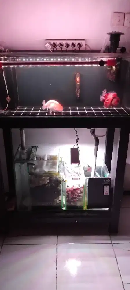 Akuarium sump filter fullset plus ikan
