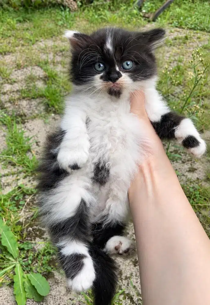 kucing persia medium