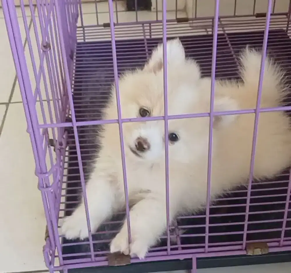 Anak Anjing Jenis Minipom