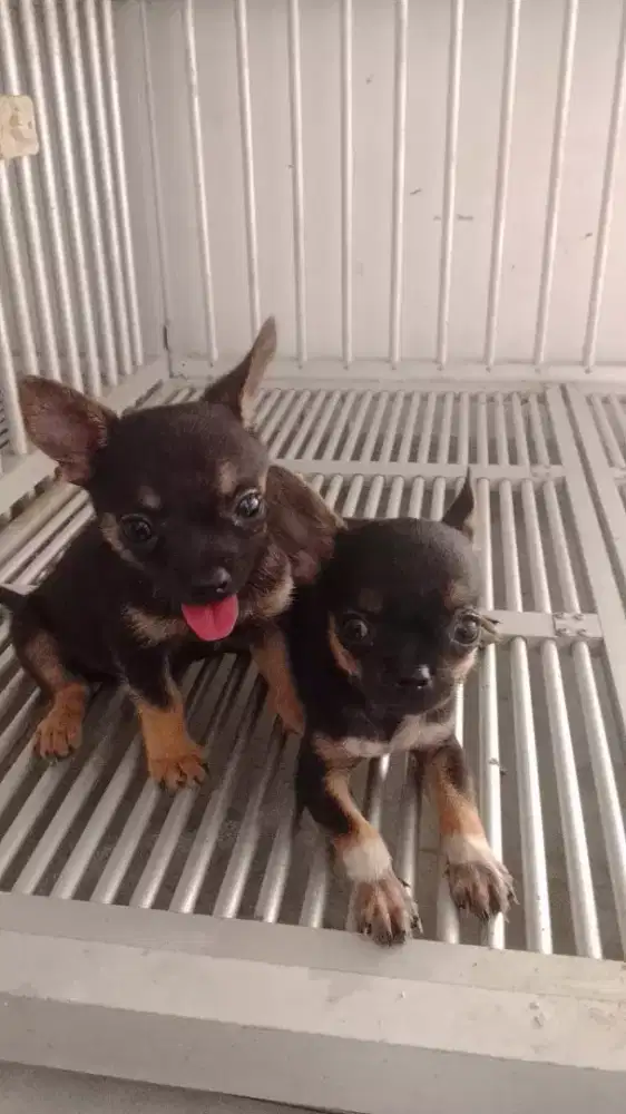 Puppy cihuahua ada 2 ekor