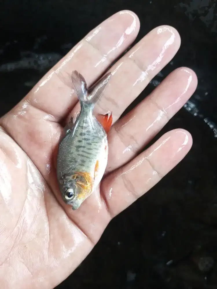 Bibit ikan bawal paket 1000 ekor.