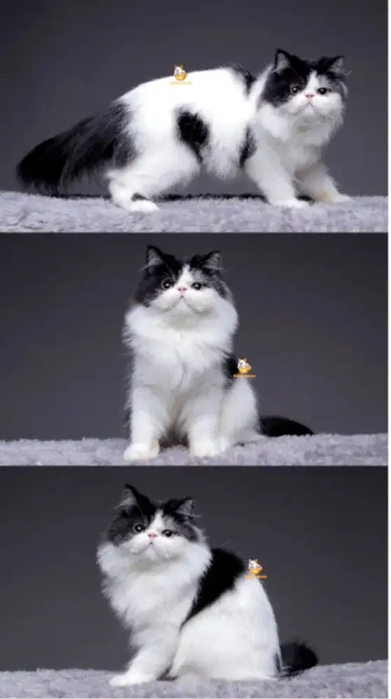 Jasa pacak kucing peaknose