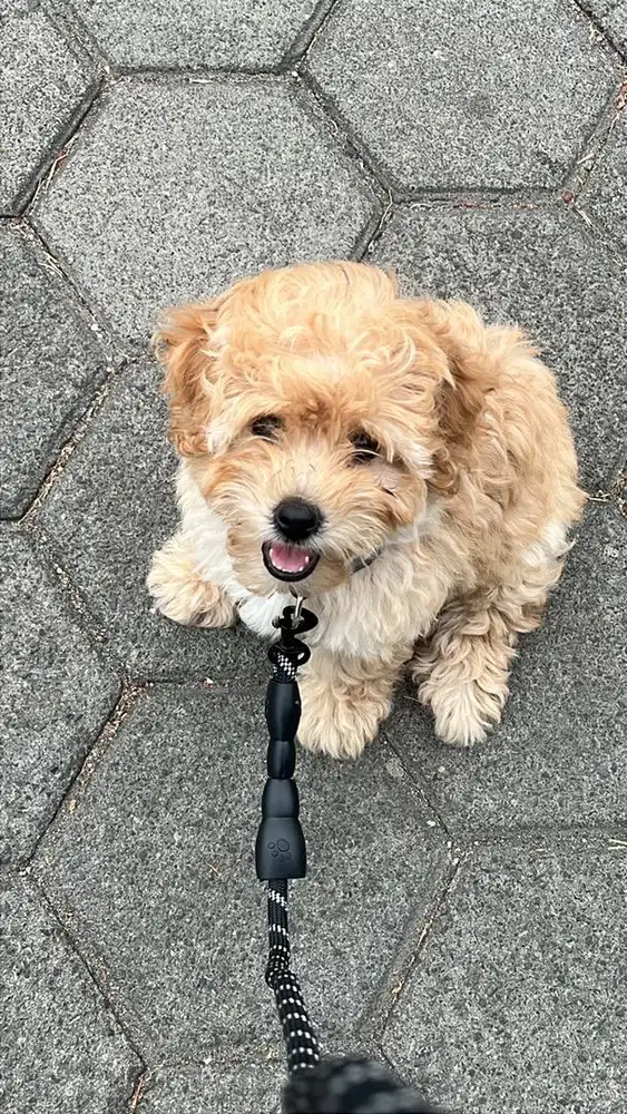 anjing poodle aprikot usia 2 bulan betina