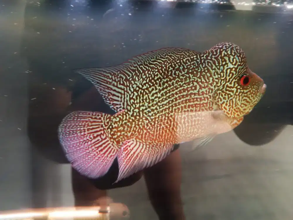 ikan louhan cencu