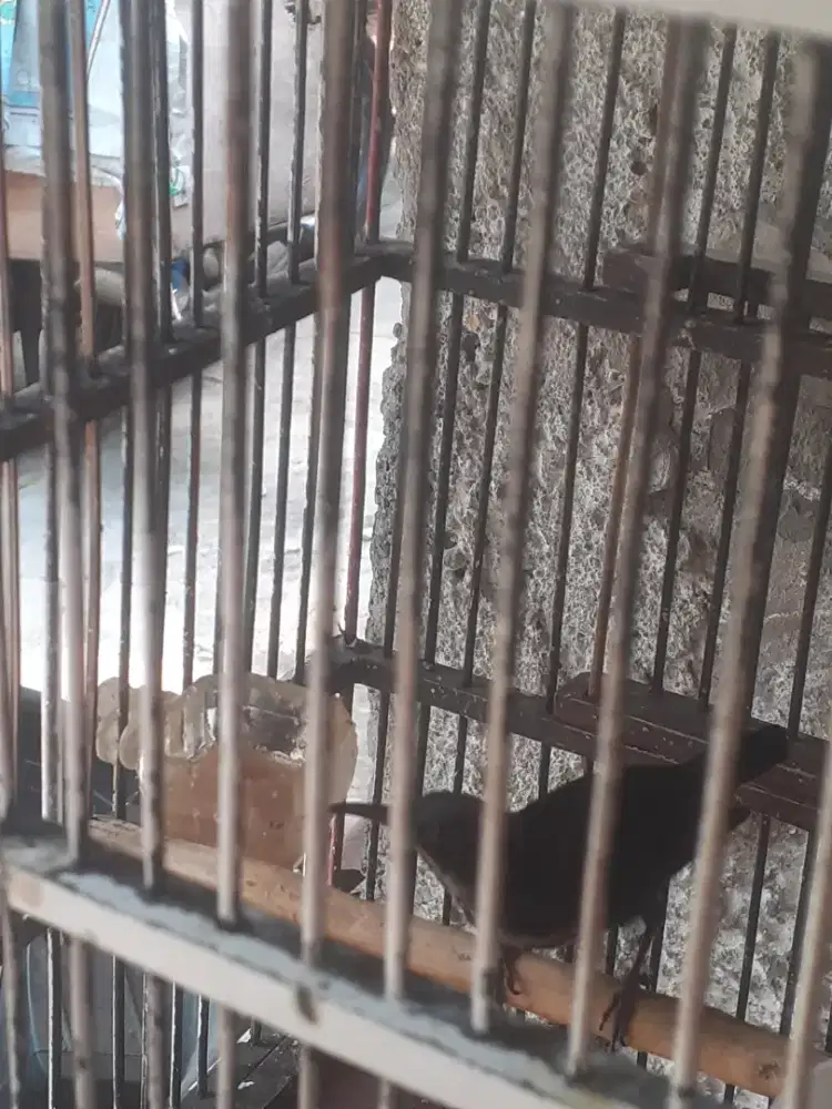 Jual burung konin natuna udh gacor fulset