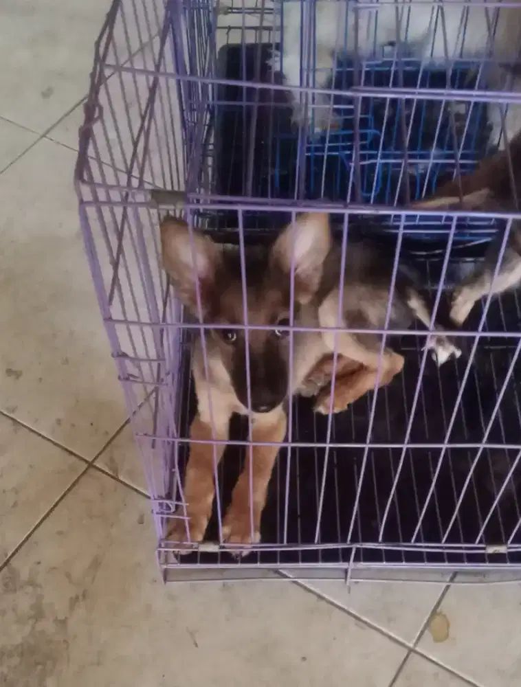 Anak Anjing Herder X Husky Nett