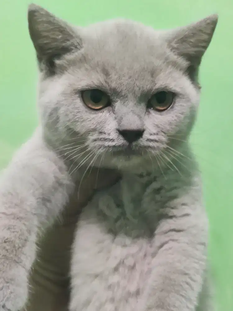 Kucing BSH British Shorthair
