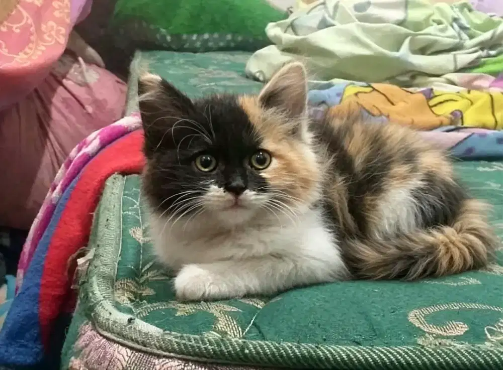 Kucing persia medium kitten betina