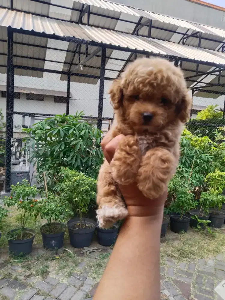 Anak anjing poodle