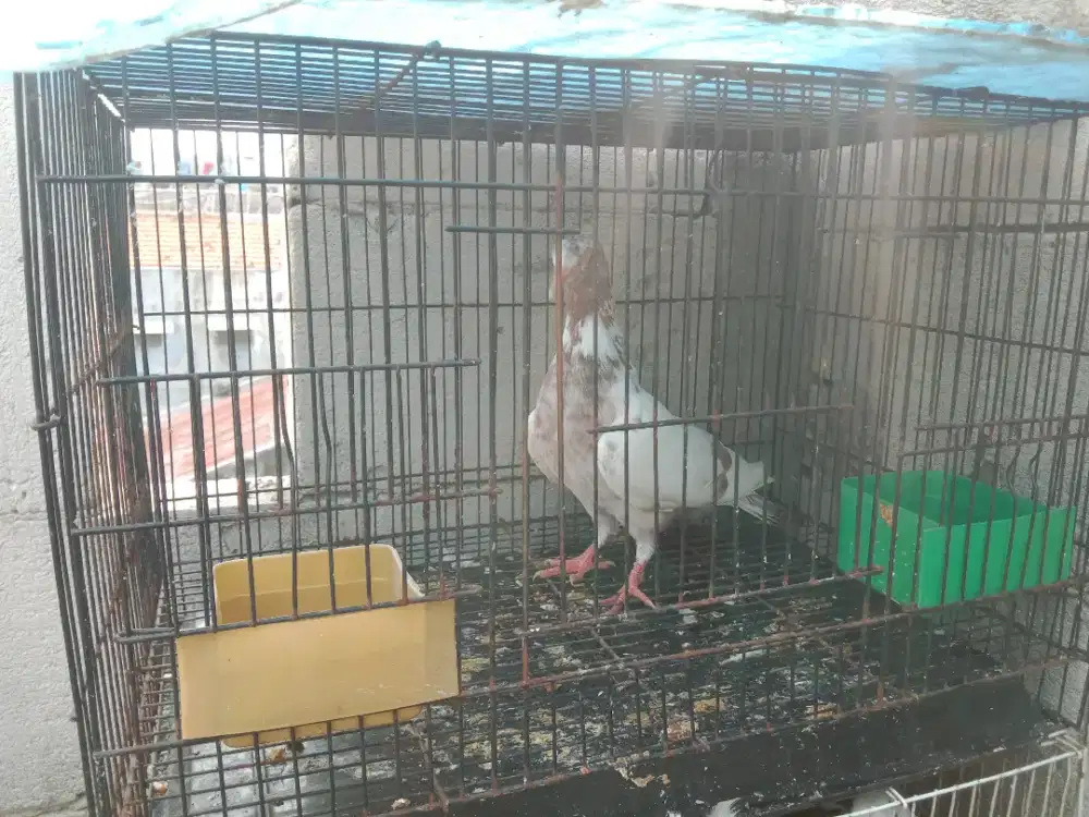 Burung dara betina