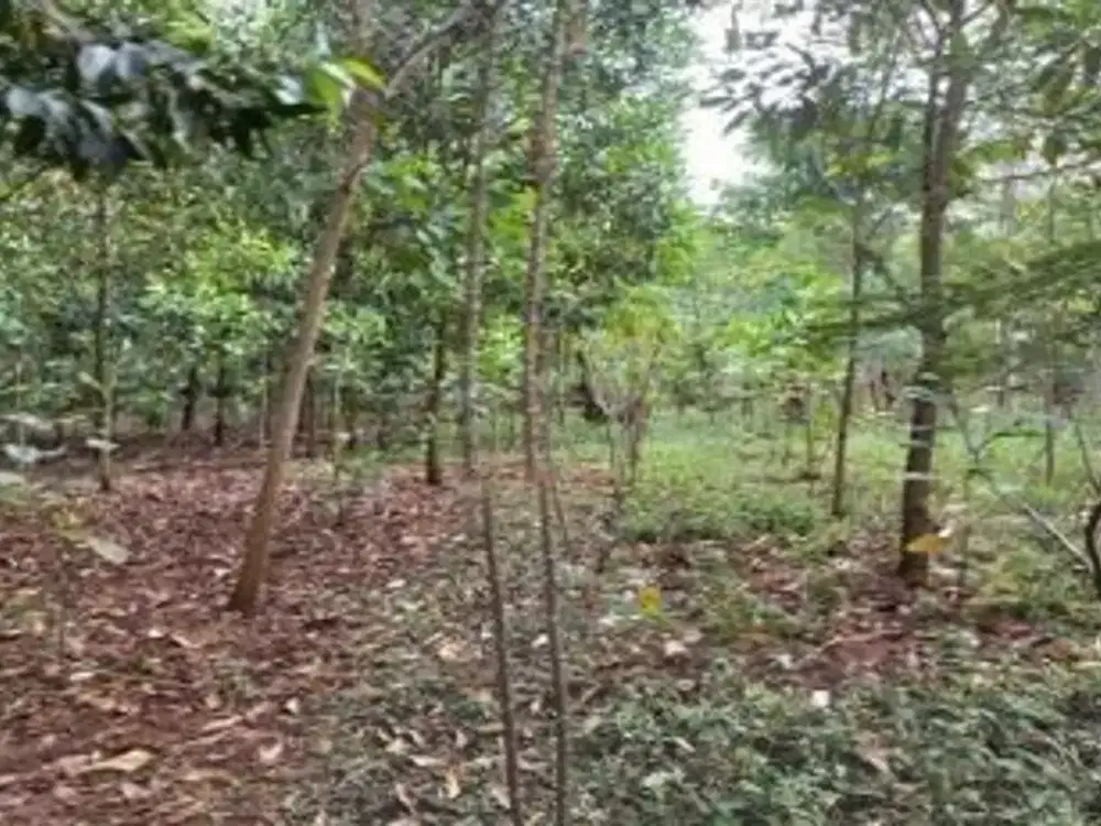 Dijual Aset Lelang Tanah Pasir Borondong, Cipatat, Kab. Bandung #LBNI0004