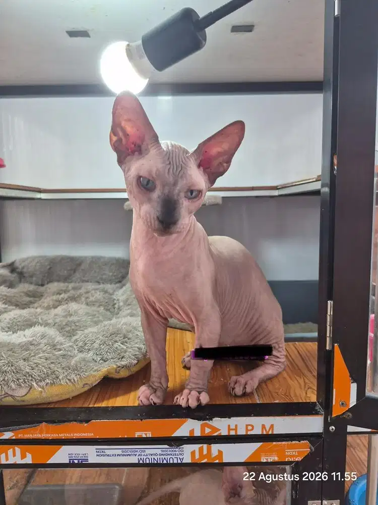 Kucing sphynx bambino jantan