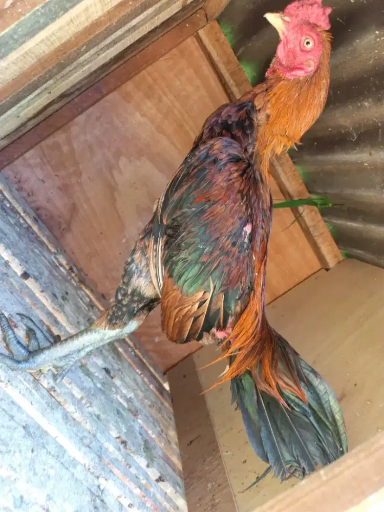 Ayam jantan muda